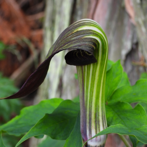 Arisaema (Jack-in-the-Pulpit)