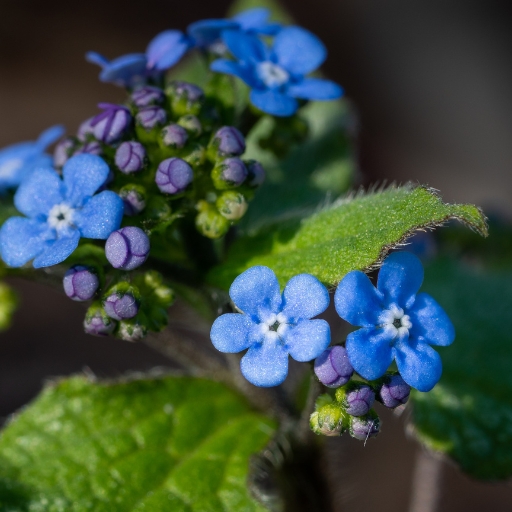 Brunnera (Siberian Bugloss)