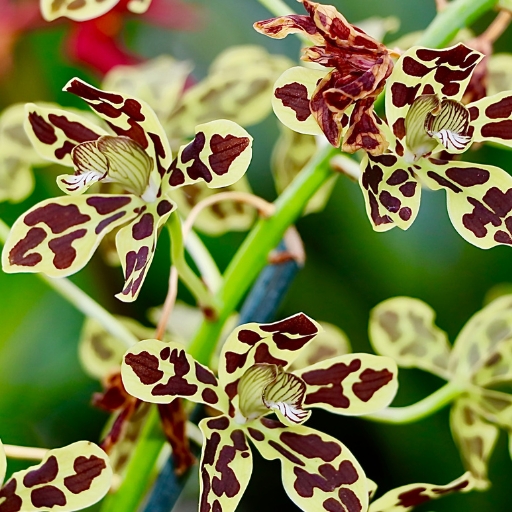 Catasetum (an orchid genus)
