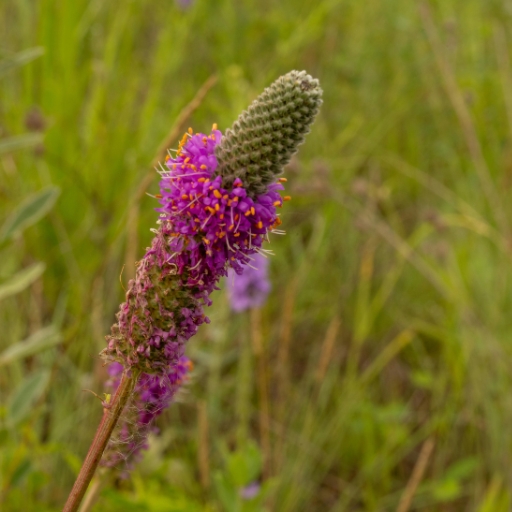 Dalea (_Dalea purpurea – prairie clover)