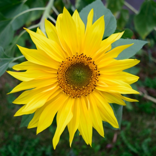 Giant Sunflower (Helianthus giganteus)