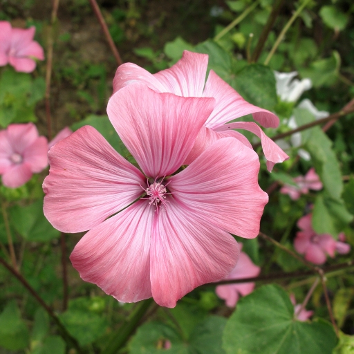 Lavatera (Lavatera trimestris – Tree Mallow)
