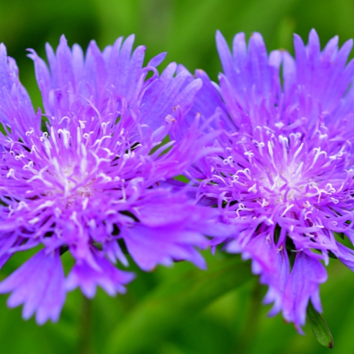 Stokesia (Stokesia laevis – Stokes’ Aster)