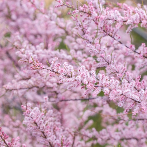 Tamarisk (Tamarix ramosissima – ornamental flowering shrub)