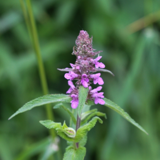 Wood Betony (Stachys officinalis)