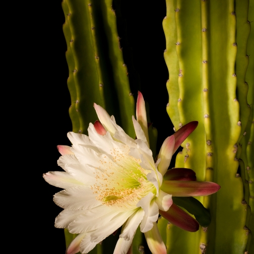 Acanthocereus (Night-blooming cactus)