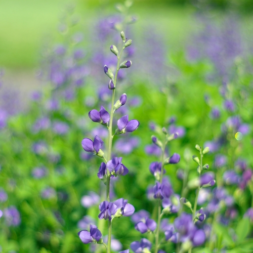 Baptisia (False Indigo)