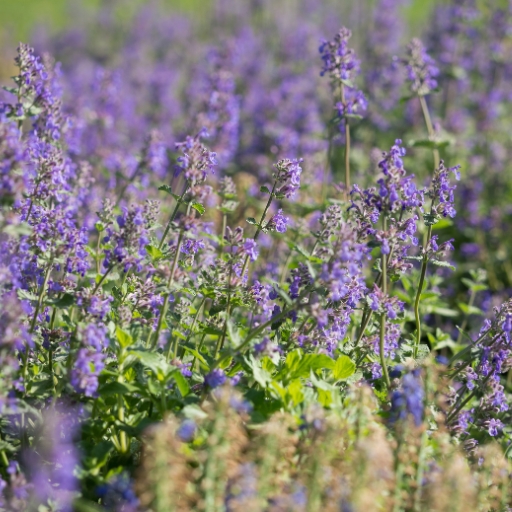 Catmint (Nepeta)