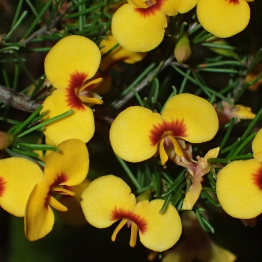 Dillwynia (_Dillwynia spp. – pea-flowers from Australia)