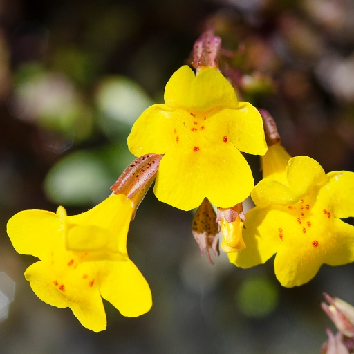 Erythranthe (Erythranthe guttata – Monkey Flower)