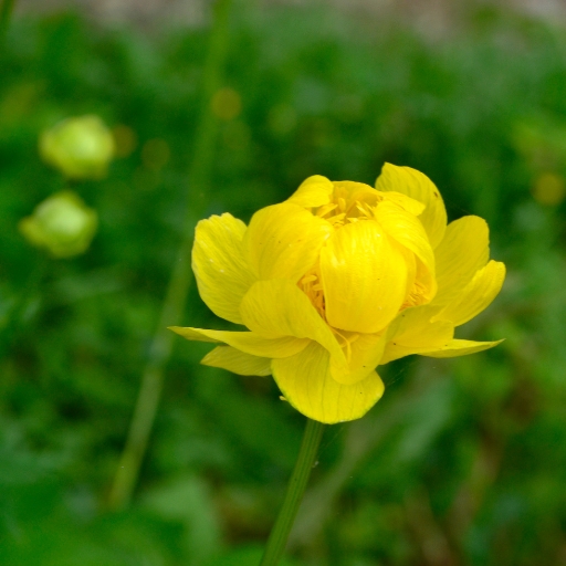 Globe Flower (Trollius europaeus)