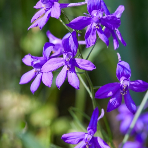 Larkspur Rocket (Consolida ajacis)
