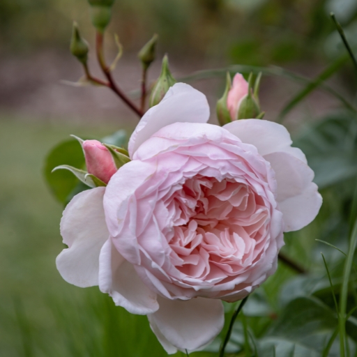 Penelope Rose (a type of hybrid musk rose)