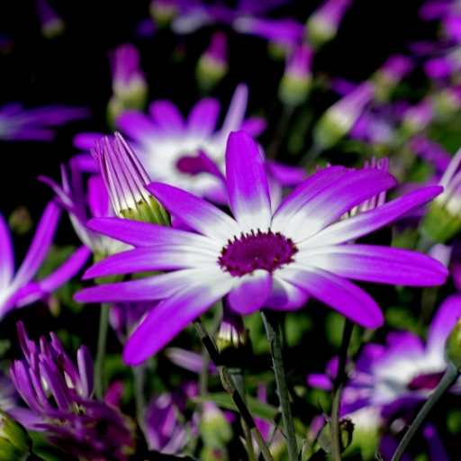 Senetti (Pericallis × hybrida)