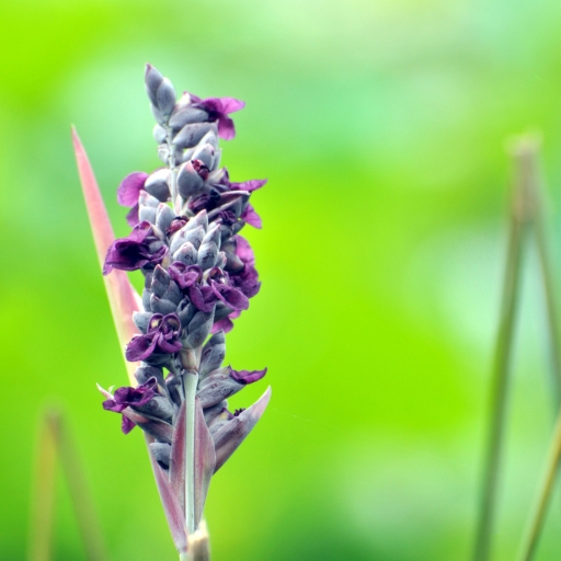 Thalia Dealbata (Hardy Water Canna)