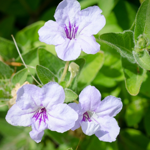 Wild Petunia (Ruellia humilis)