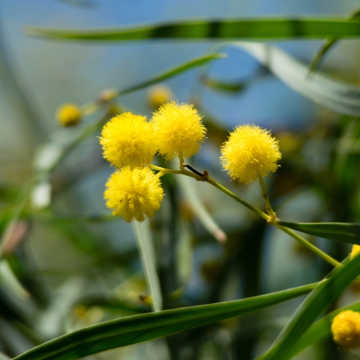 Acacia (Wattle flower)