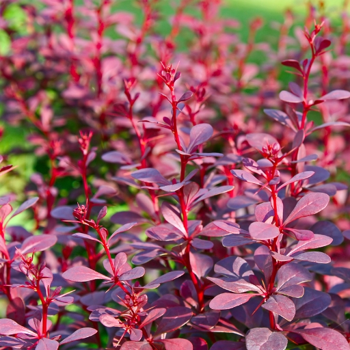 Barberry (flowering variety)