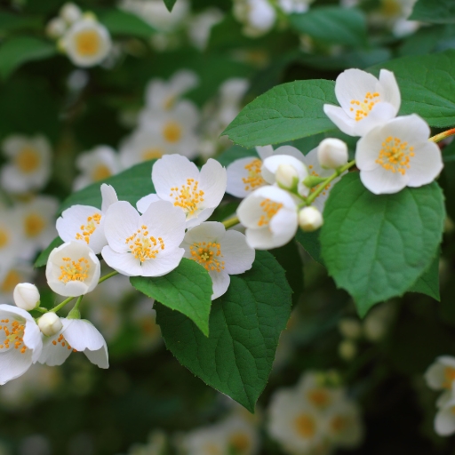 Celinda (Mock Orange)