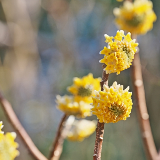 Edgeworthia (Edgeworthia chrysantha – Paperbush)