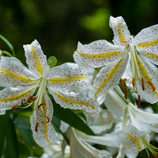 Lilium auratum (Golden-rayed Lily)