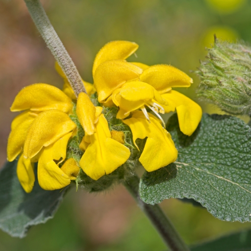 Phlomis (Phlomis fruticosa – Jerusalem Sage)