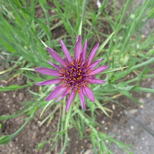 Salsify Flower (Tragopogon porrifolius)