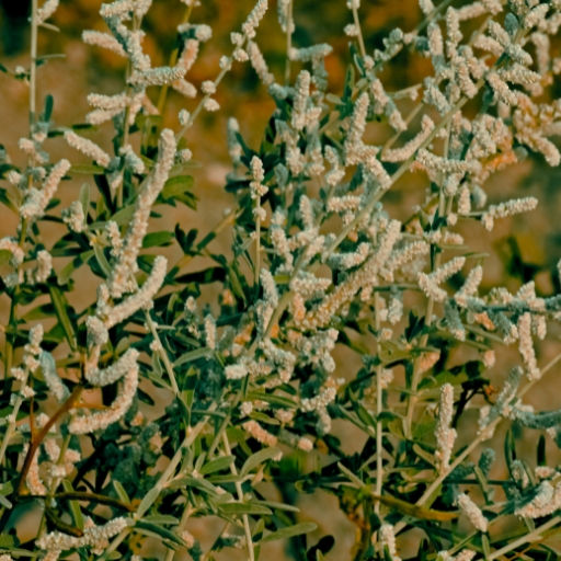 Aerva lanata (Mountain Knotgrass)