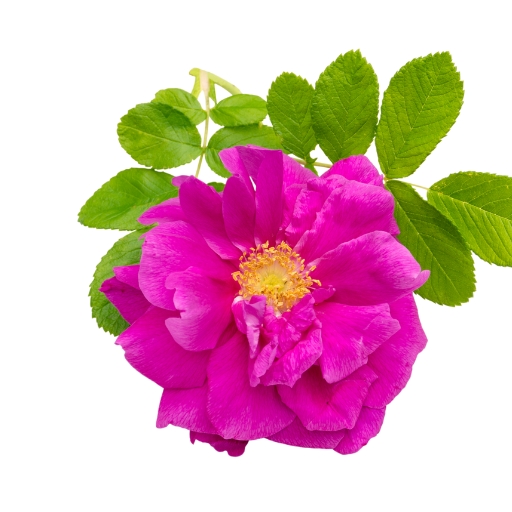 Beach Rose