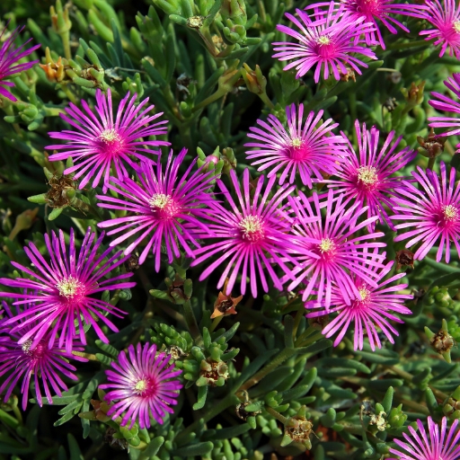 Delosperma (Ice Plant) (Delosperma spp.)