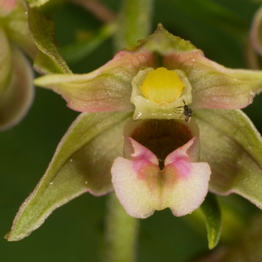 Epipactis (Epipactis helleborine – Helleborine Orchid)