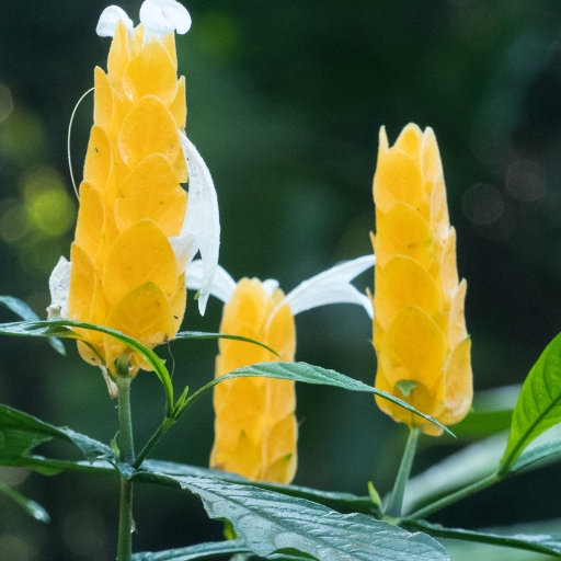Golden Shrimp Plant (Pachystachys lutea)