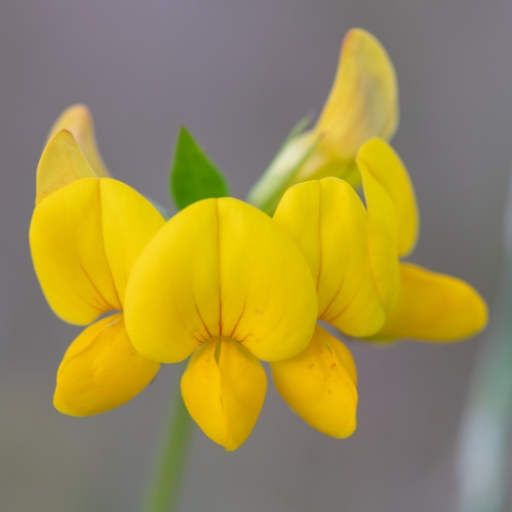 Lotus corniculatus (Birdβs Foot Trefoil)
