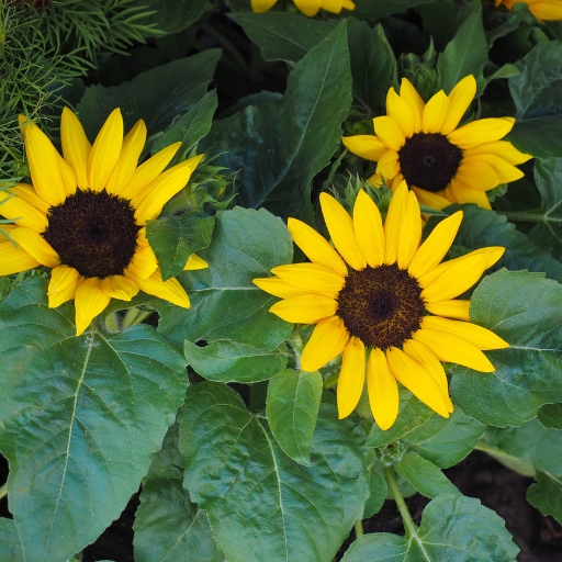Swamp Sunflower (Helianthus angustifolius)