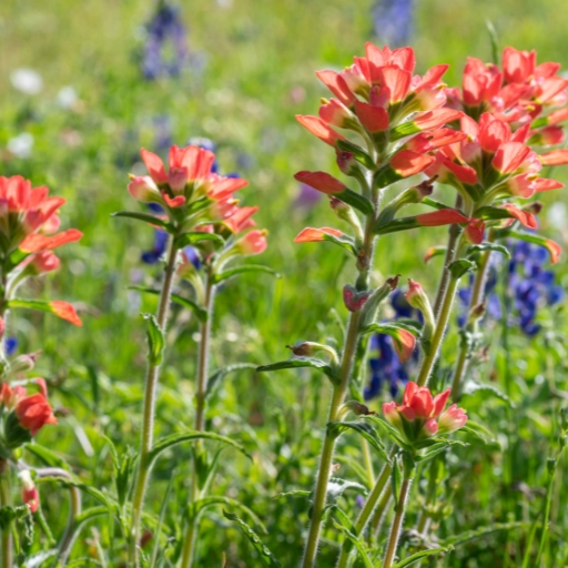 Texas Paintbrush (Castilleja indivisa)