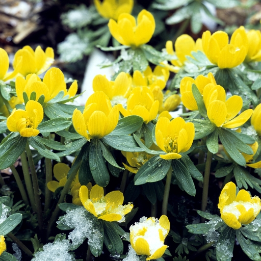 Winter Aconite (Eranthis hyemalis)