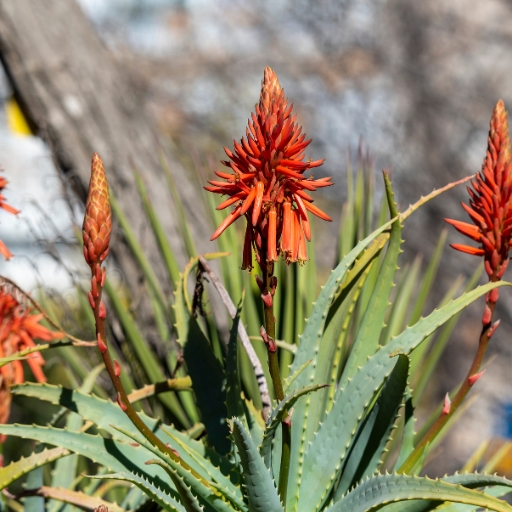 Aloe flower (Aloe Vera bloom)