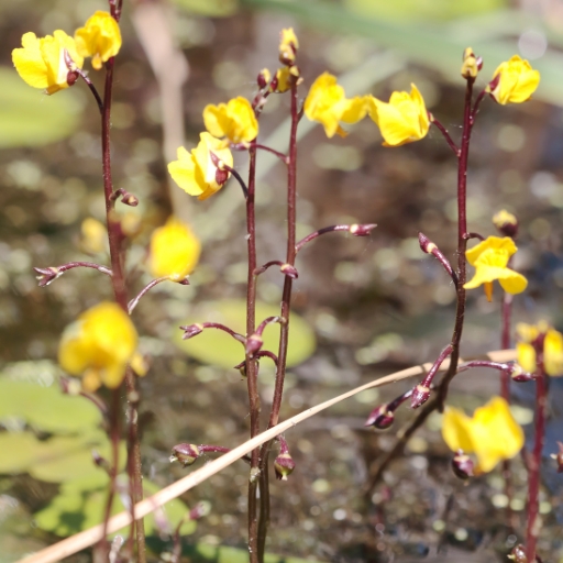 Bladderwort (flowering aquatic plant)