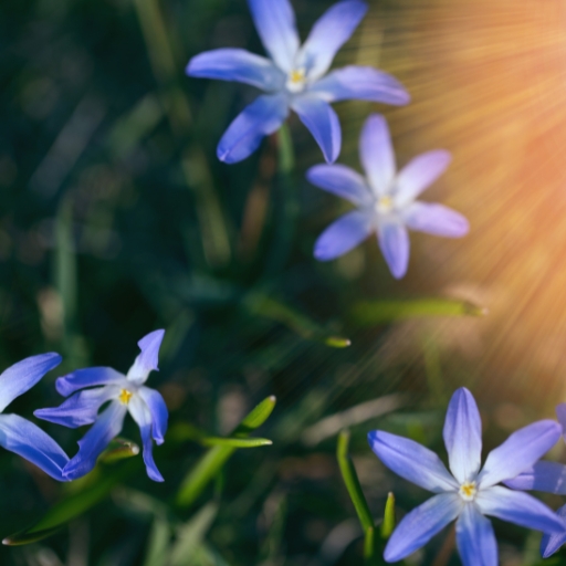 Chionodoxa (Glory-of-the-Snow)