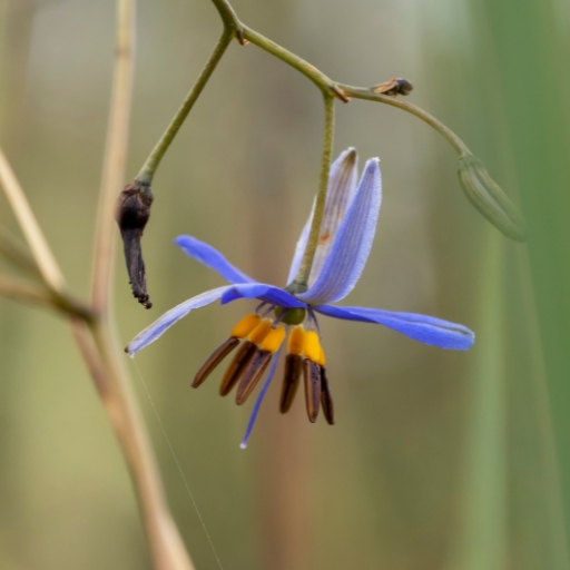 Dianella (Flax Lily) (Dianella spp.)