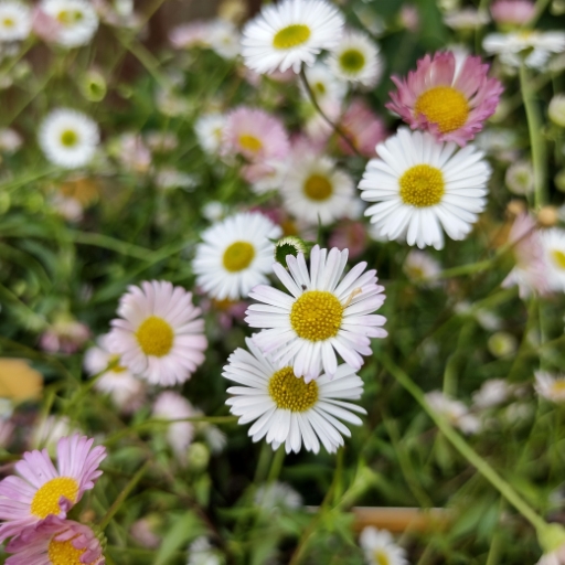 Erigeron (Erigeron karvinskianus – Fleabane)