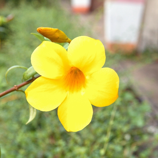 Golden Trumpet (Allamanda cathartica)