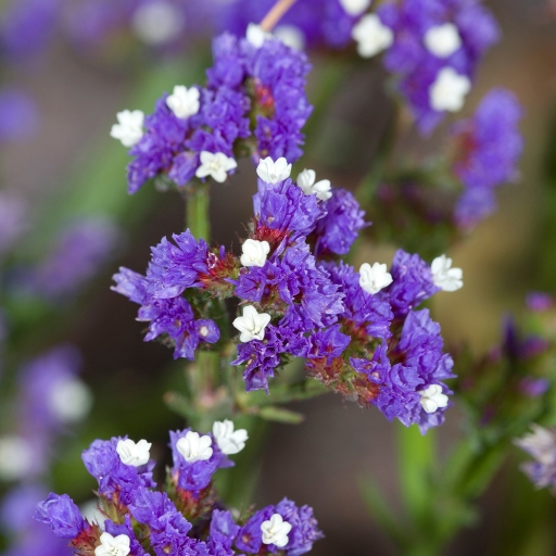 Limonium (Limonium sinuatum – Statice)