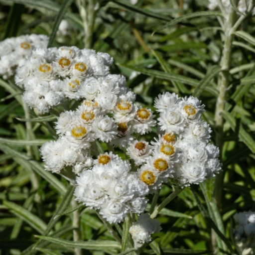 Pearly Everlasting (Anaphalis margaritacea)