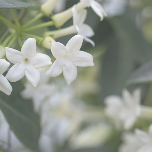 Stephanotis (Stephanotis floribunda – Madagascar Jasmine)