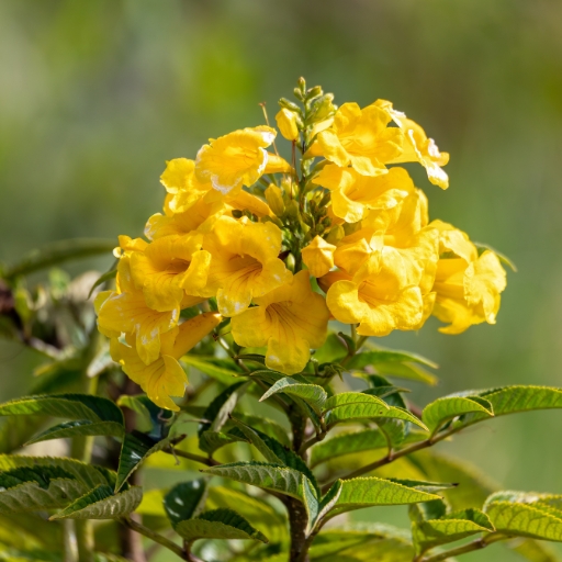 Tecoma Stans (Yellow Bells or Esperanza)