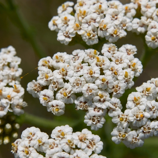 White Yarrow (Achillea millefolium ‘White’)