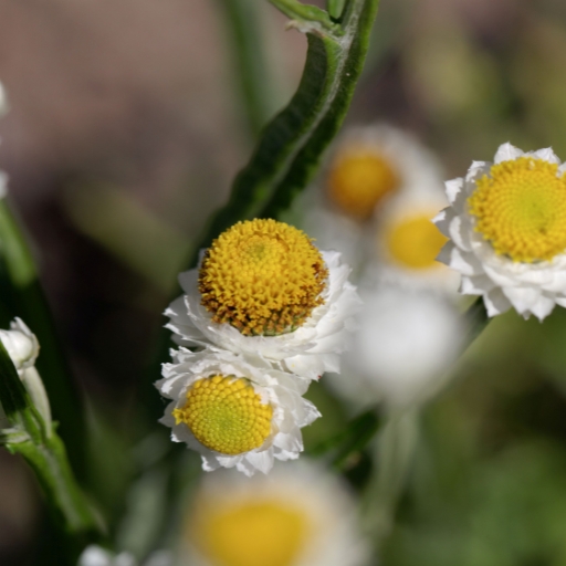 Ammobium (Winged Everlasting)