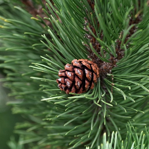 Bristlecone Bloom (from Bristlecone Pine)