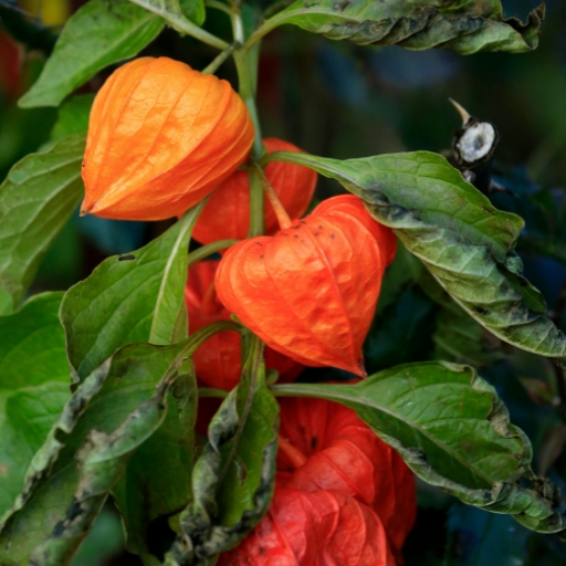 Chinese Lantern (Physalis alkekengi)
